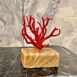Rama de coral