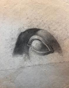 Dibujo anatómico que representa un ojo, siglo XIX